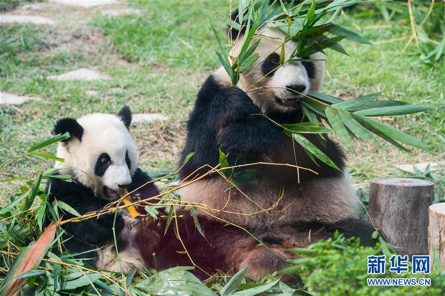 澳门大熊猫双胞胎喜迎一周岁生日