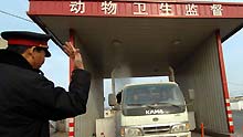 A truck carrying animals is disinfected at a checkpoint in Beijing, capital of China, on January 8, 2009. The Beijing municipal government has ordered better monitoring of live poultry trade, strengthening poultry examinations and disinfection after a 19-year-old woman died from bird flu virus in Beijing on Monday.