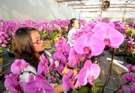 Workers shear moth orchids in a greenhouse of Zhejiang University in Hangzhou, capital city of east China's Zhejiang Province, on January 15, 2009. The local flower business heats up in the market as the Chinese traditional Spring Festival approaches.