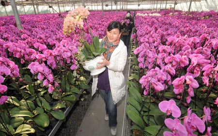 A young woman picks up a pot of moth orchid in a greenhouse of Zhejiang University in Hangzhou, capital city of east China's Zhejiang Province, on January 15, 2009. The local flower business heats up in the market as the Chinese traditional Spring Festival approaches.