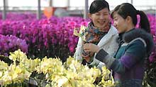 Young women buy moth orchids in a greenhouse of Zhejiang University in Hangzhou, capital city of east China's Zhejiang Province, on January 15, 2009. The local flower business heats up in the market as the Chinese traditional Spring Festival approaches.