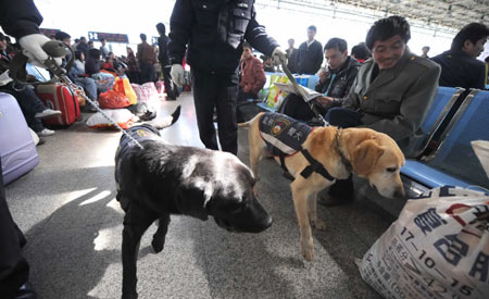 Two police dogs work at the Kunming Railway Station in Kunming, capital of southwest China's Yunnan Province, on January 17, 2009. Tens of millions of Chinese are traveling to their home towns or vacation spots for the Lunar New Year, or the Spring Festival, which falls on Jan. 26 this year. [Xinhua]