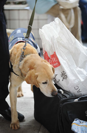 A police dog works at the Kunming Railway Station in Kunming, capital of southwest China's Yunnan Province, January 17, 2009. Tens of millions of Chinese are traveling to their home towns or vacation spots for the Lunar New Year, or the Spring Festival, which falls on January 26 this year. [Xinhua]