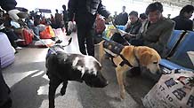 Two police dogs work at the Kunming Railway Station in Kunming, capital of southwest China's Yunnan Province, on January 17, 2009. Tens of millions of Chinese are traveling to their home towns or vacation spots for the Lunar New Year, or the Spring Festival, which falls on January 26 this year. [Xinhua]