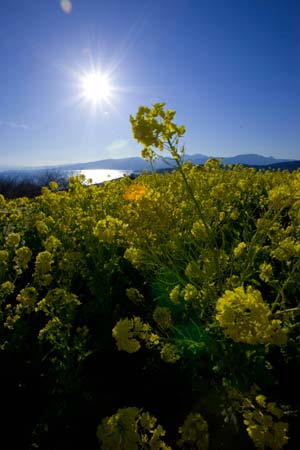 Flowers of rape blossoms at Ninomiya-Machi, Kanagawa Prefecture, Japan, on January 16, 2009. Rape flowers in the region have advanced the florescence by one week this year due to the global warming effect.