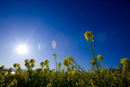 Flowers of rape blossoms at Ninomiya-Machi, Kanagawa Prefecture, Japan, on January 16, 2009. Rape flowers in the region have advanced the florescence by one week this year due to the global warming effect.