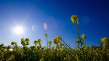 Flowers of rape blossoms at Ninomiya-Machi, Kanagawa Prefecture, Japan, on January 16, 2009. Rape flowers in the region have advanced the florescence by one week this year due to the global warming effect.