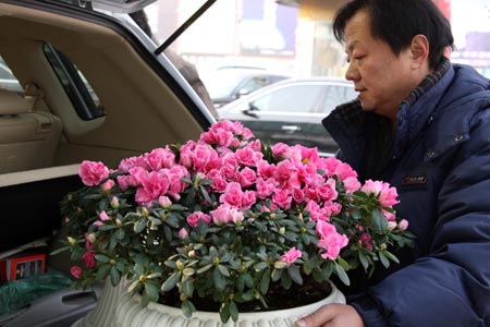 A Beijing citizen loads a pot of flower onto his car at the Yuquanying flower market in Beijing, capital of China, on January 21, 2009. With the approach of the Chinese lunar New Year which falls on January 26 this year, flower sale at the Yuquanying market is seven times higher than usual.