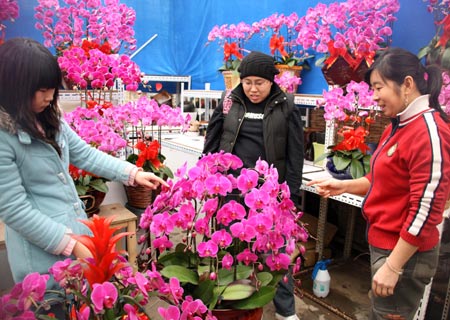 Beijing citizens buy flowers at the Yuquanying flower market in Beijing, capital of China, on January 21, 2009.