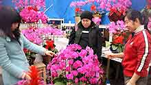 Beijing citizens buy flowers at the Yuquanying flower market in Beijing, capital of China, on January 21, 2009.