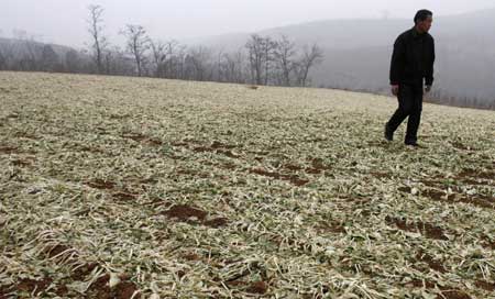 Photo taken on February 2, 2009 shows the droughty rape field in Zhaobao Township of Luoyang City, central China's Henan Province.