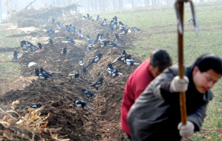 Farmers dig a ditch to channel water at Chengguan Township in Ruyang County of Luoyang City, central China's Henan Province, on February 4, 2009. The city had received a reduced effective rainfall since October 2008, almost 80 percent less than in the same period of previous years. The local government has allocated some 25 million yuan (US$3.65 million) for drought relief and crops protection.