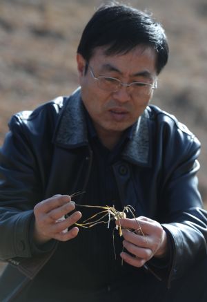 A government official from agricultural department checks a dead wheat seedling in the farmland of Taiping township of Huining County, northwest China's Gansu Province. The county has suffered from serious drought since September 2008 with about 150,667 hektares of farmland and 184,000 people and 326,000 livestocks short of water.