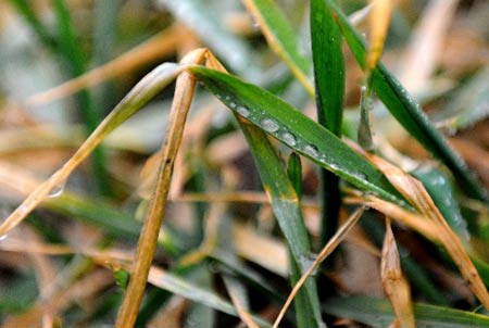 Photo taken on February 7, 2008, shows raindrops on wheat seedlings in Zhongmou County, Henan Province, central China.