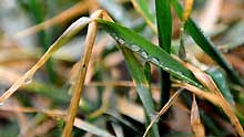 Photo taken on February 7, 2008, shows raindrops on wheat seedlings in Zhongmou County, Henan Province, central China.