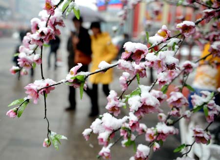 Flowers are covered with snow in Taiyuan, capital of north China&apos;s Shanxi Province, on February 8, 2009. A snowfall hit Taiyuan on Sunday. 