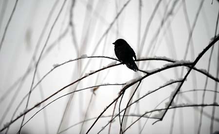 A sparrow rests on a snow-covered tree in Taiyuan, capital of north China&apos;s Shanxi Province, on February 8, 2009. A snowfall hit Taiyuan on Sunday.