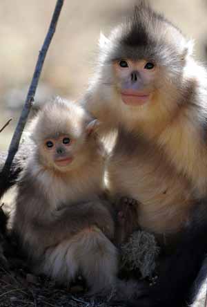 Yunnan golden monkeys (rhinopithecus roxellanae) are seen at the Baima Snow Mountain State Nature Reserve in Diqing Tibetan Autonomous Prefecture, southwest China's Yunnan Province, on February 8, 2009.