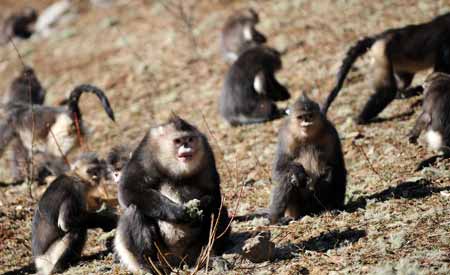 Yunnan golden monkeys (rhinopithecus roxellanae) are seen at the Baima Snow Mountain State Nature Reserve in Diqing Tibetan Autonomous Prefecture, southwest China's Yunnan Province, on February 8, 2009.