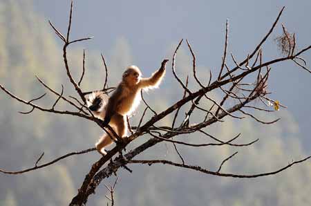 A Yunnan golden monkey (rhinopithecus roxellanae) walks on a tree at the Baima Snow Mountain State Nature Reserve in Diqing Tibetan Autonomous Prefecture, southwest China's Yunnan Province, on February 8, 2009.