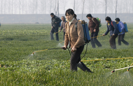 Farmers water wheat with a special equipment in Chenghe County of Xiangfan, central China's Hubei Province, on February 11, 2009.