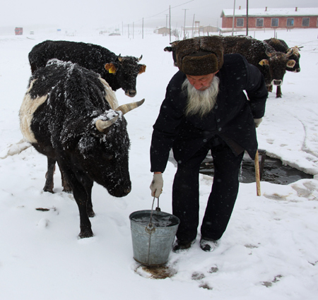 An old man waters oxen in the snow in Hami, northwest China's Xinjiang Ugyur Autonomous Region, on February 11, 2009. 