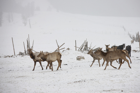 Deers run in the snow in Hami, northwest China's Xinjiang Ugyur Autonomous Region, on February 11, 2009.