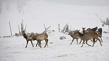 Deers run in the snow in Hami, northwest China's Xinjiang Ugyur Autonomous Region, on February 11, 2009.