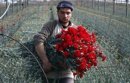 A Palestinian farmer collects red carnations in a flower farm in Rafah in the southern Gaza Strip on February 12, 2009. Israel granted special approval for the export of 25,000 Palestinian flowers from the Gaza Strip to the Dutch market for the Valentine's Day. 