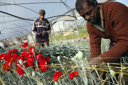 A Palestinian farmer collects red carnations in a flower farm in Rafah in the southern Gaza Strip on February 12, 2009. Israel granted special approval for the export of 25,000 Palestinian flowers from the Gaza Strip to the Dutch market for the Valentine's Day.