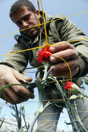 A Palestinian farmer collects red carnations in a flower farm in Rafah in the southern Gaza Strip on February 12, 2009. Israel granted special approval for the export of 25,000 Palestinian flowers from the Gaza Strip to the Dutch market for the Valentine's Day. 