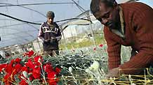 A Palestinian farmer collects red carnations in a flower farm in Rafah in the southern Gaza Strip on February 12, 2009. Israel granted special approval for the export of 25,000 Palestinian flowers from the Gaza Strip to the Dutch market for the Valentine's Day.