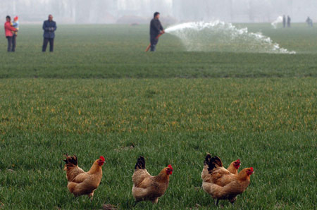 A local villager pumps water to irrigate his wheat farmland at Hancun Township in Huaibei City, east China's Anhui Province, on February 17, 2009. Local residents continue to water their wheat seedlings to ensure the growth after the most severe drought hit northern and eastern China in half a century. 