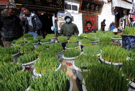 The highland barley seedlings, which symbolize the hope of spring, are on sale at a market in Lhasa, capital of southwest China's Tibet Autonomous Region, on February 22, 2009. 