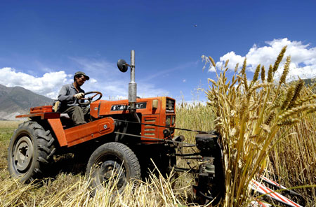 Farmer Gesang of the Tibetan ethnic group harvests wheat in Caigongtang Township of Lhasa, capital of southwest China's Tibet Autonomous Region, on August 23, 2008. 