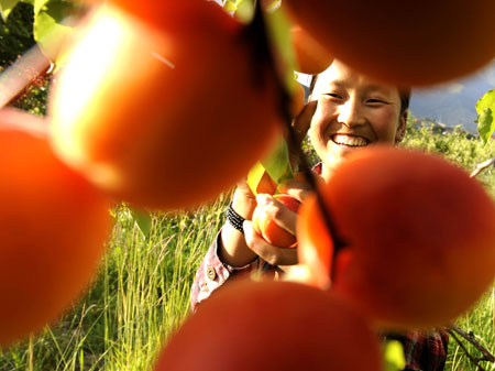 A girl of the Tibetan ethnic group picks fruits in Nyingchi, southwest China's Tibet Autonomous Region, on July 9, 2008.