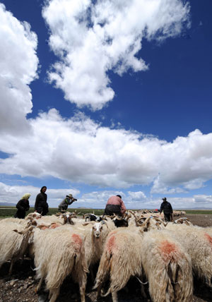 The family of Nuri milk sheep in Dangxiong County in the north of southwest China's Tibet Autonomous Region on June 26, 2008. 