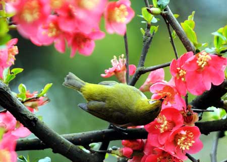 A bird seeks for food from the flower on a tree at the Lieshi Park in Changsha, capital of central-south China's Hunan Province, on March 6, 2009.