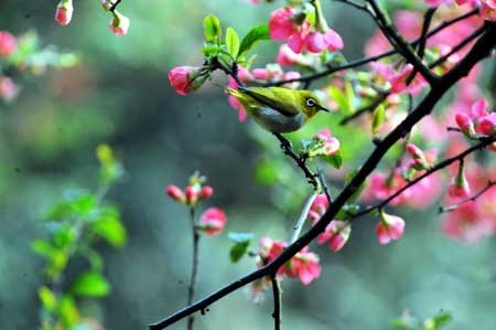 A bird rests on a tree at the Lieshi Park in Changsha, capital of central-south China's Hunan Province, on March 6, 2009. 
