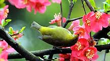 A bird seeks for food from the flower on a tree at the Lieshi Park in Changsha, capital of central-south China's Hunan Province, on March 6, 2009.