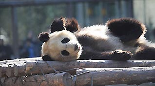 One of the eight pandas plays in Beijing Zoo before getting back to their home in southwest China's Sichuan Province on Sunday, on March 22, 2009.