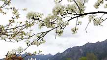 The picture taken on March 24, 2009 shows pear blossoms around village in Tibetan Autonomous Prefecture of Garze in southwest China's Sichuan Province. With only 160 households, the Tibetan village has been a famous tourist attraction in recent years.