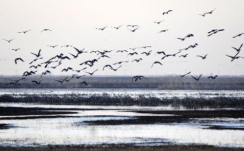 Since late March, thousands of migrating birds such as red-crowned cranes, swans, wild geese, and wild ducks, have been arriving at Panjin Shuangtaizi Estuary Natural Reserve, the biggest state-level wetland natural reserve in Liaoning. 