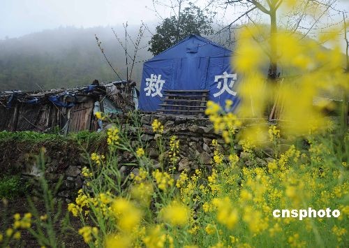 Rapeseed Flowers blossom beside shacks set up to house people displaced by the May 12th earthquake in 2008, in Beichuan County, southwest China's Sichuan Province.