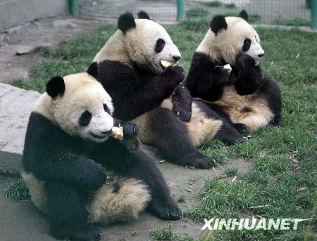 Three giant pandas eat at temporary resettlement area in Wolong, southwest China's Sichuan Province. 