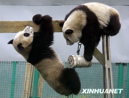 Two giant pandas play at temporary resettlement area in Wolong, southwest China's Sichuan Province. 