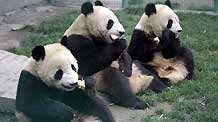 Three giant pandas eat at temporary resettlement area in Wolong, southwest China's Sichuan Province.