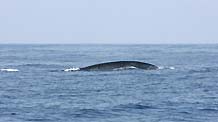 A whale can be seen in the sea of Mirissa, a beauty spot which is famous of whale watching in southern Sri Lanka, on April 19, 2009.