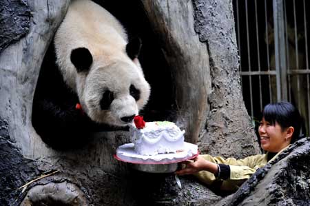A giant panda eats cake in Panda World in Fuzhou, southeast China's Fujian province, on December 28, 2008.