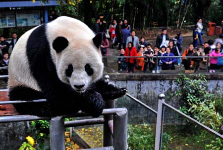 A giant panda plays in Panda World in Fuzhou, southeast China's Fujian province, on December 28, 2008.